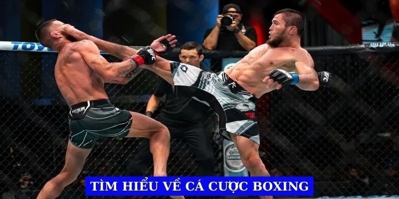 Hiểu rõ về cá cược boxing cơ bản